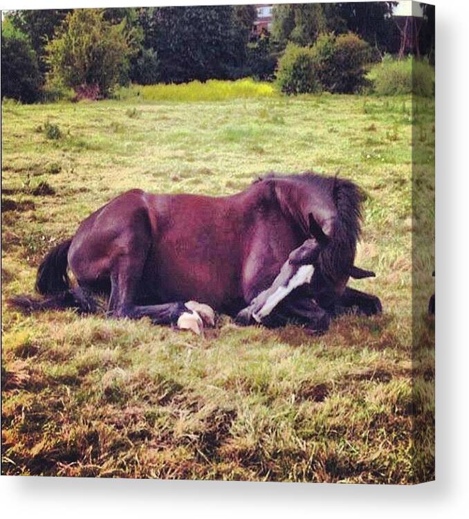 Prettiesthorsecontest Canvas Print featuring the photograph R.i.p Forever.<3 :( I Will Always by Caitlin Hay