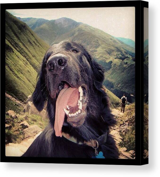 Beautiful Canvas Print featuring the photograph R.i.p Toby by Jack Alsop