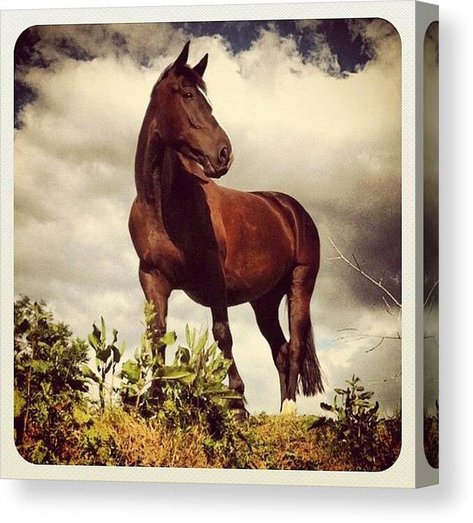 Prettiesthorsecontest Canvas Print featuring the photograph R.i.p!<3 You Fantastic Boy!!<3 I Love by Caitlin Hay