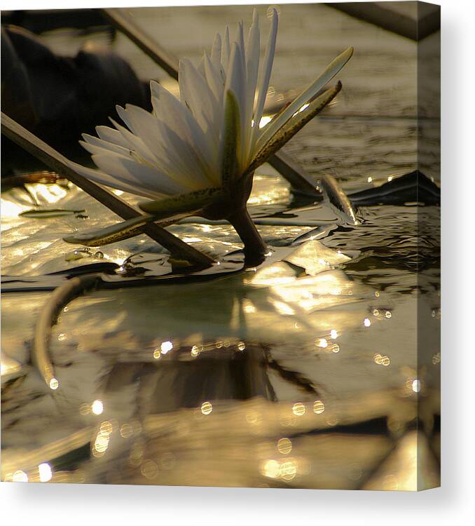 Africa Canvas Print featuring the photograph River lily by Alistair Lyne