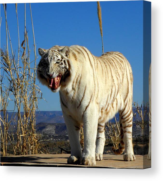 Tiger Canvas Print featuring the photograph Roar by Kim Galluzzo Wozniak