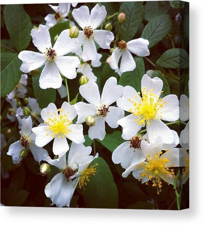 30likes Canvas Print featuring the photograph Rosa Multiflora by Jason Fang