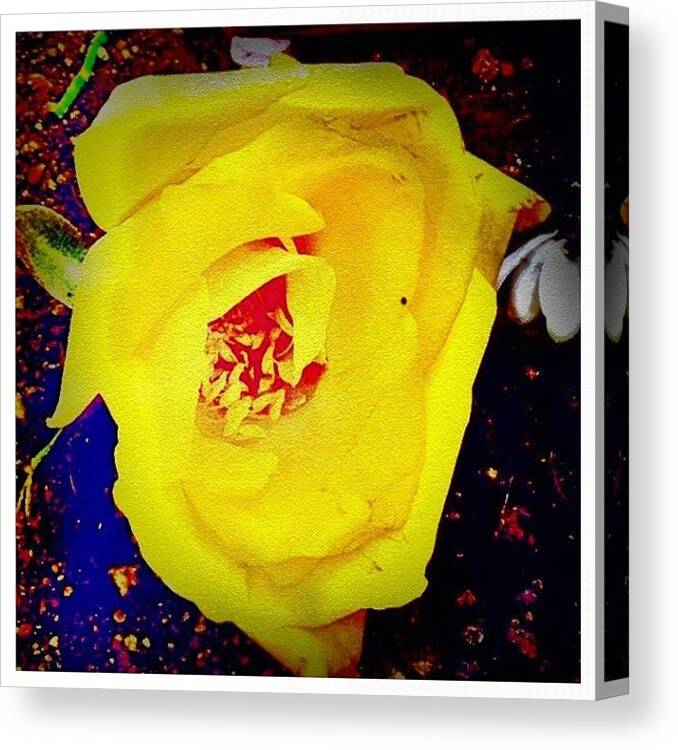 Flower Canvas Print featuring the photograph Rose ...#instagood #instagram by R Ra