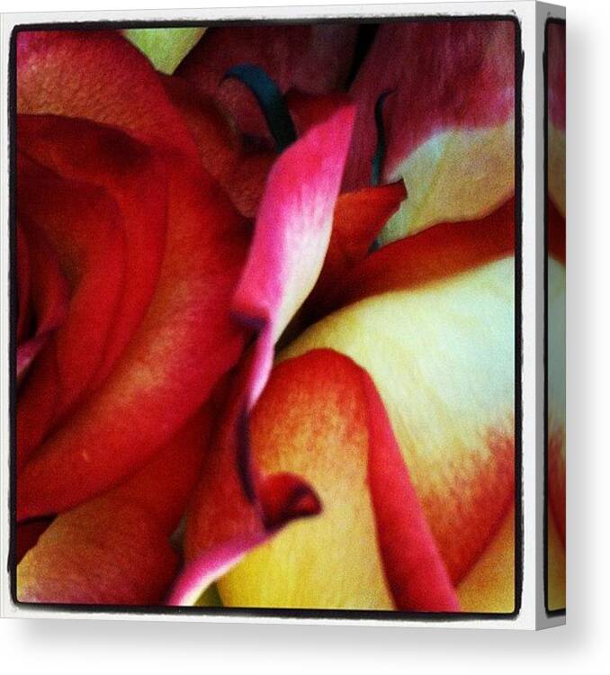 Rose Canvas Print featuring the photograph Rose petals by Lucie Lacava