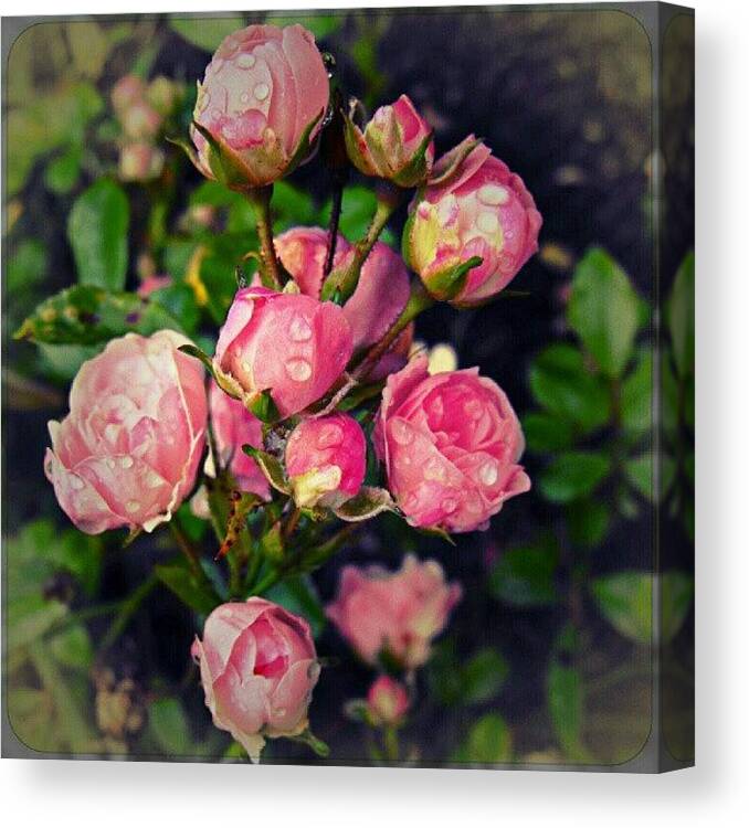 Pink Canvas Print featuring the photograph Roses by Linandara Linandara