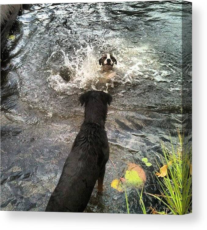 Swim Canvas Print featuring the photograph #rotti #rottweiler #lake #lilypad #swim by Regan Webb