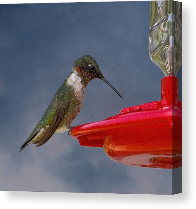 Nature Canvas Print featuring the photograph Ruby-Throated Hummingbird by Michael Friedman