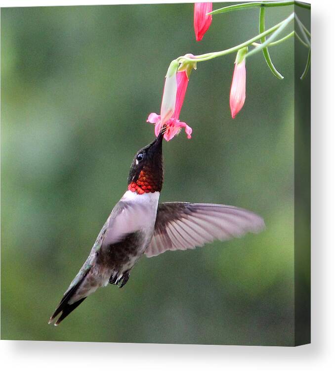 Ruby Throated Hummingbird Canvas Print featuring the photograph Ruby Throated Hummingbird1 by Brook Burling