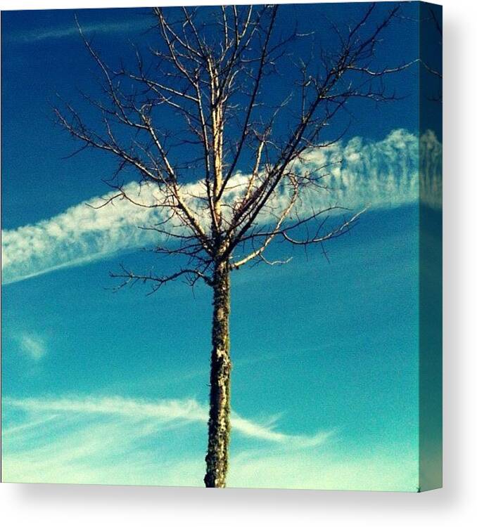 Beautiful Canvas Print featuring the photograph Same #tree Different #angle (: #sky by Seth Stringer