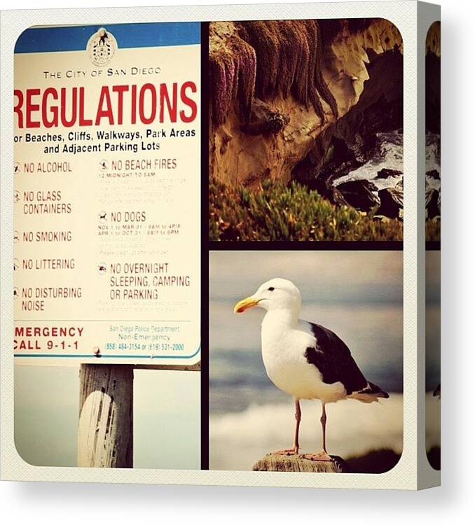 Beautiful Canvas Print featuring the photograph #sandiego #lajolla #oldie #bird #frame by L Love