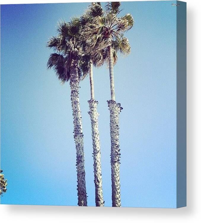 Santa Monica Canvas Print featuring the photograph Santa Monica Palm Trees by Cortney Herron