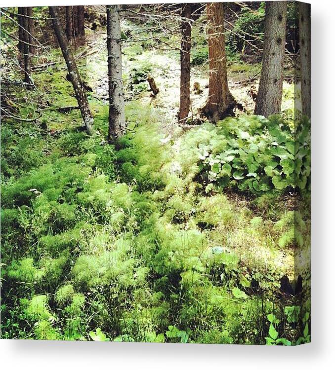 Florest Floor Canvas Print featuring the photograph Save me by Florian Divi
