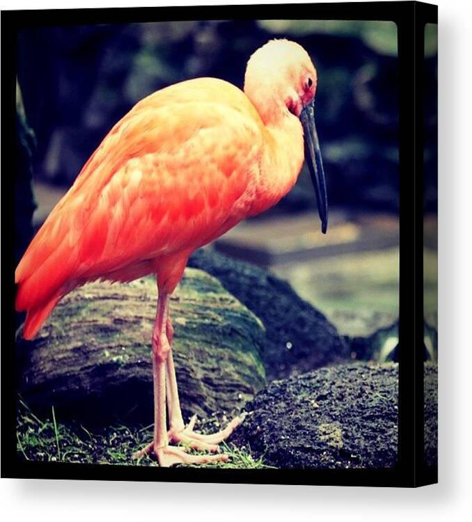 Bird Canvas Print featuring the photograph Scarlet Ibis by Justin Connor