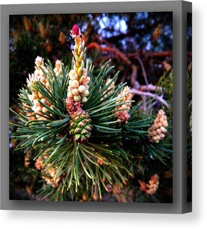 Photooftheday Canvas Print featuring the photograph Scotch Pine by Paul Cutright