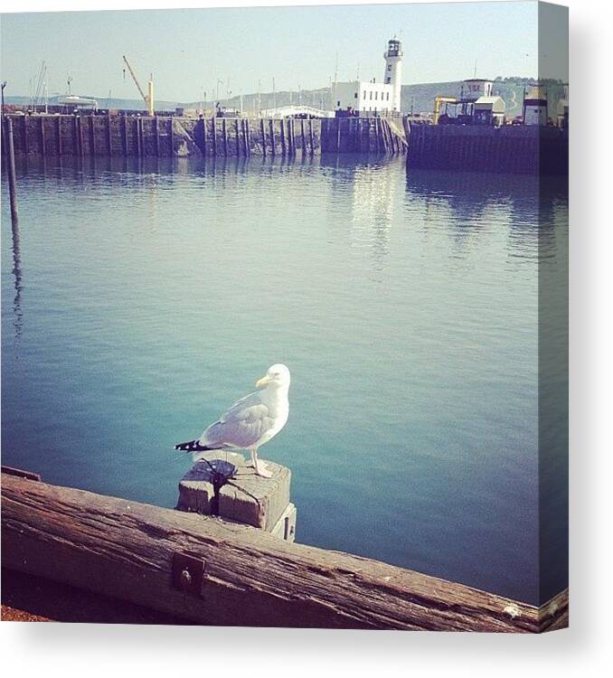Blue Canvas Print featuring the photograph #seaside #sea #blue #harbour #seagull by Laura Hoole