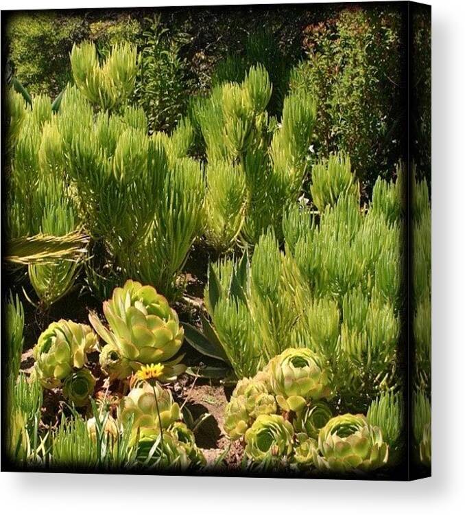 Succulents Canvas Print featuring the photograph Seaside Succulents.... They Are by Vicki Damato