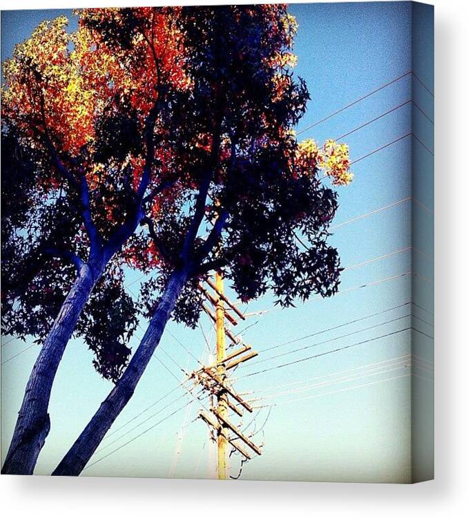 Lovemyhood Canvas Print featuring the photograph Seasonal Trees In Long Beach??? Yes! We by Nichole Zellmer