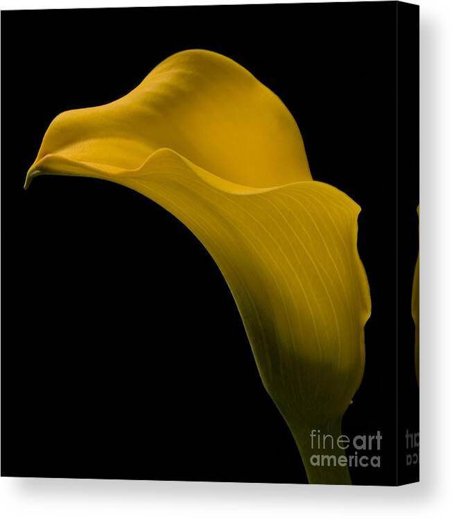 Calla Lily Canvas Print featuring the photograph Sensuous Curves by Susan Candelario