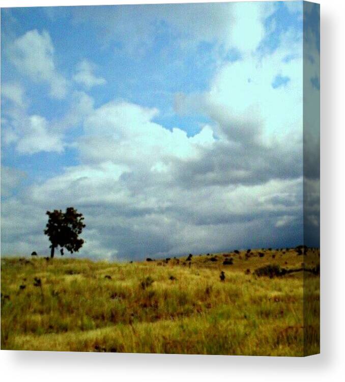 Nature Canvas Print featuring the photograph Sepohon by Yogi Nz