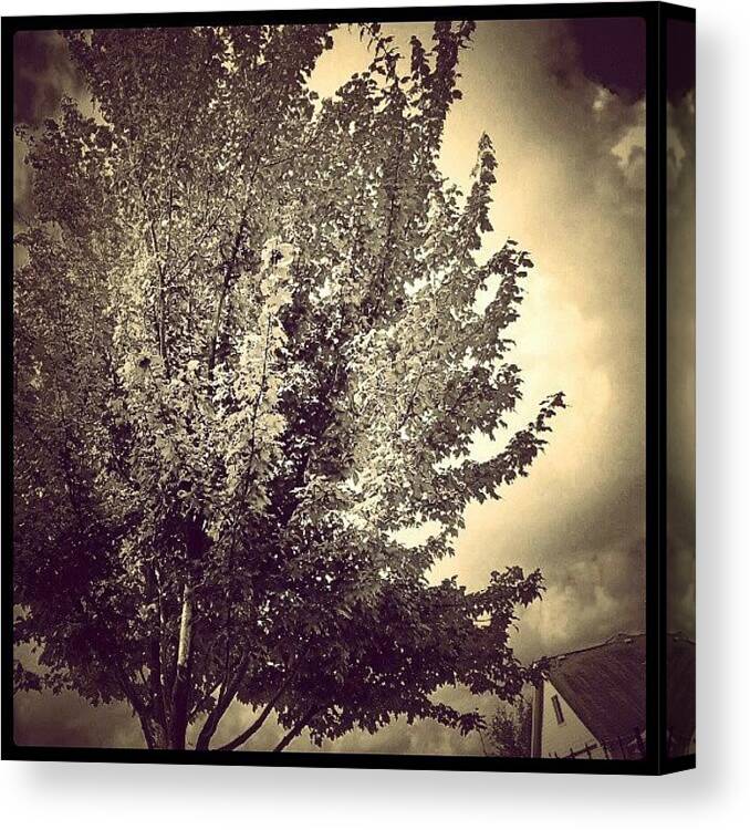 Art Canvas Print featuring the photograph Serene Tree by Percy Bohannon