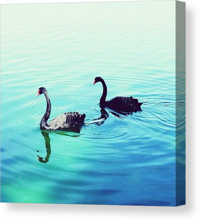 Instagram Canvas Print featuring the photograph Series 2/3: | Two Is Just About Right | by Istories Chi