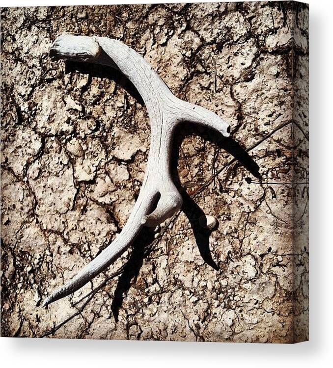 Shed Canvas Print featuring the photograph #shed #antler #deer #desert #texas by J Z