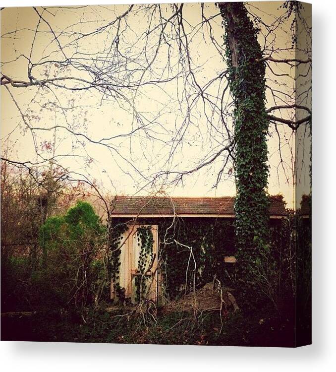 Serene Canvas Print featuring the photograph #shed #house #jungle #ivy #poisonivy by Anthony Sclafani