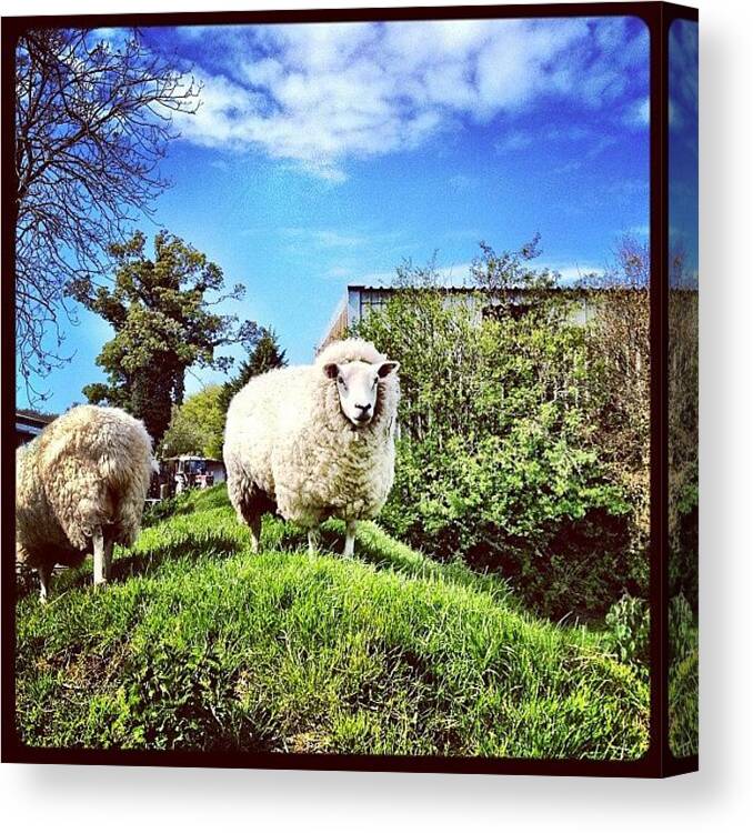 Sheep Canvas Print featuring the photograph #sheep #ewe #farm #wool #lamb #animal by Miss Wilkinson