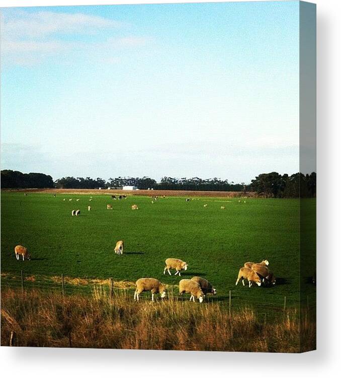  Canvas Print featuring the photograph Sheep In New South Wales, Australia by Raam Dev