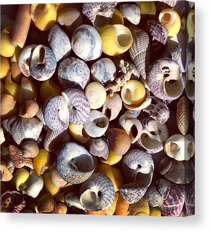 Shells Canvas Print featuring the photograph Shells from Brittany by Nic Squirrell