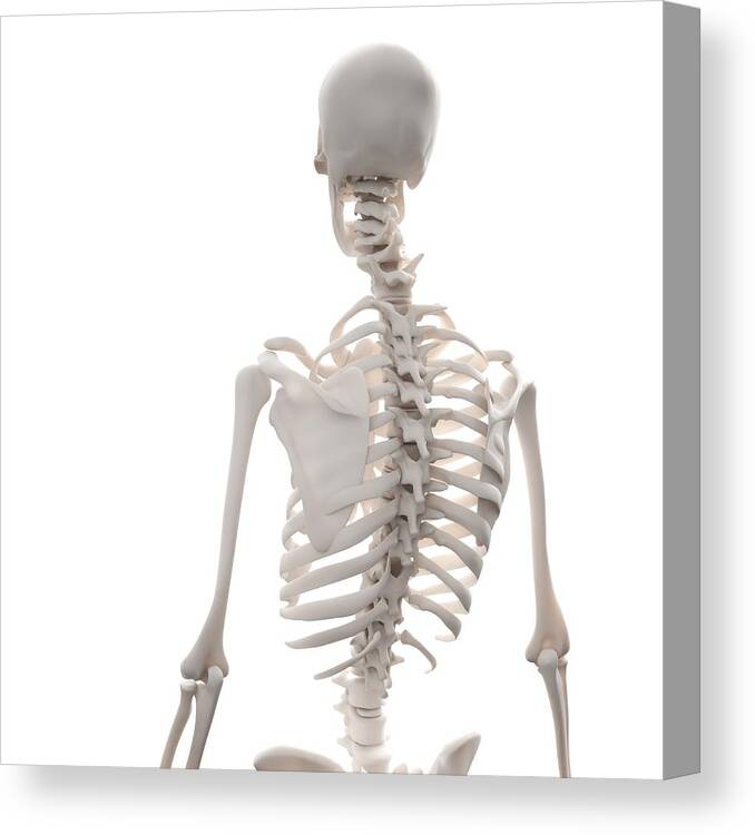 Square Canvas Print featuring the digital art Skeleton, Artwork by Andrzej Wojcicki