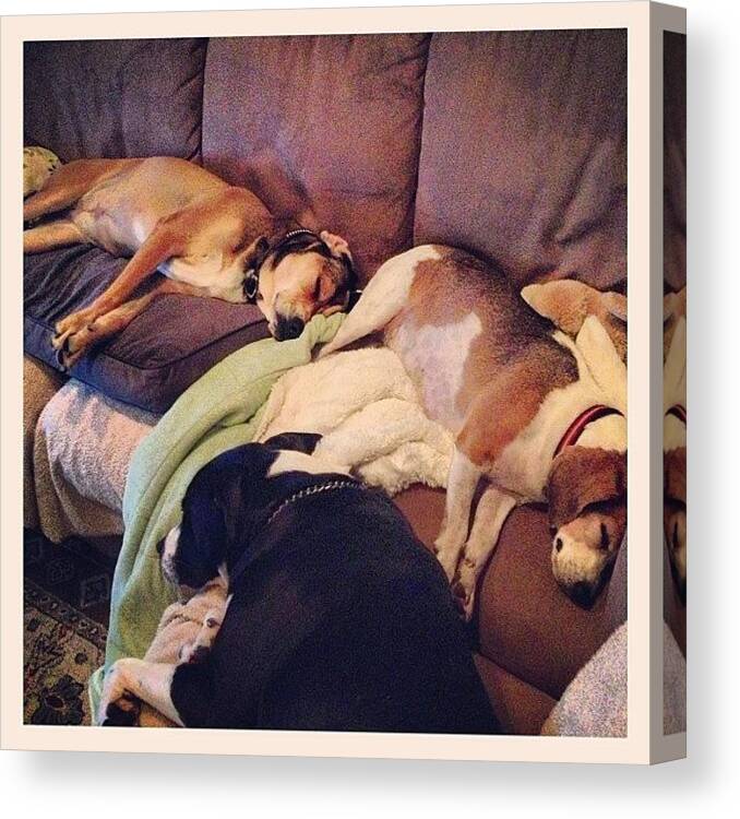 Lazy Canvas Print featuring the photograph Sleeping Babies. #pups #dogs #puppies by Shannon Ferguson