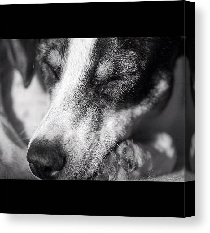 Dog Canvas Print featuring the photograph Sleeping dog by Adriana Guimaraes