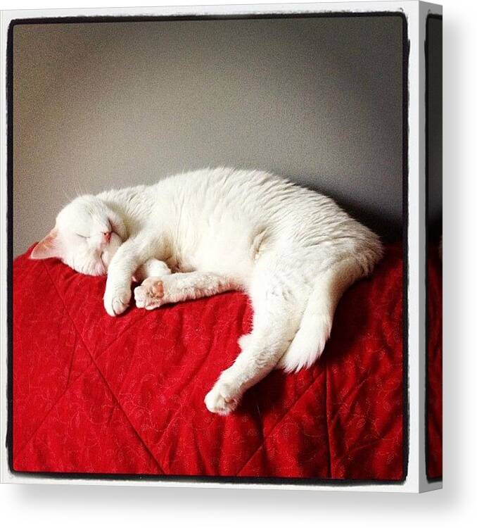  Canvas Print featuring the photograph Sleepy by Jens Haenel