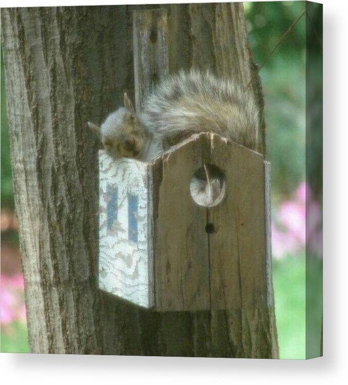 Squirrel Canvas Print featuring the photograph Sleepy Squirrel He's So Tired by Kegan Piper