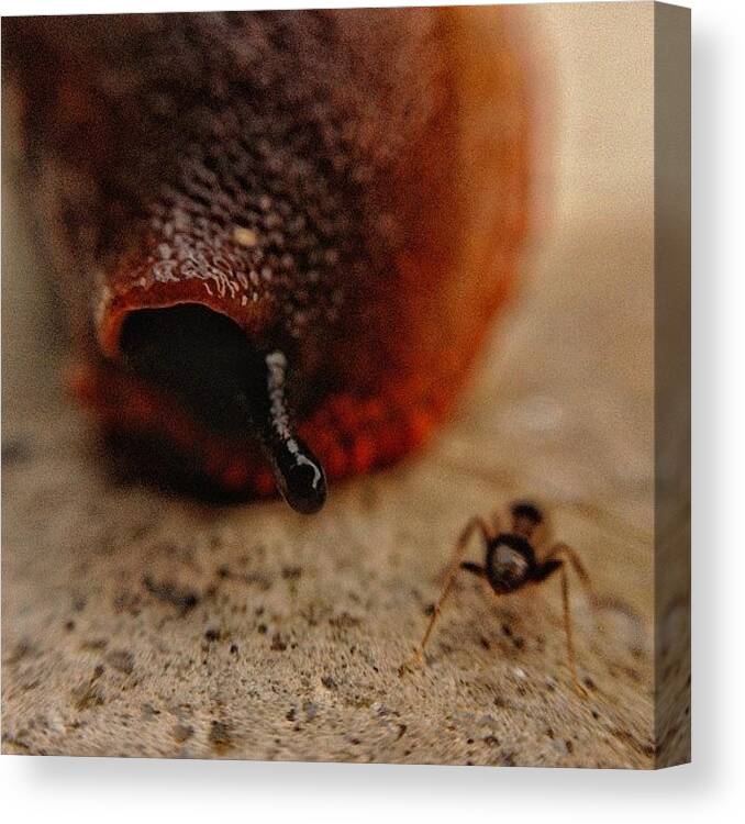 Macrostyles Canvas Print featuring the photograph #slug Vs by Andy Lee
