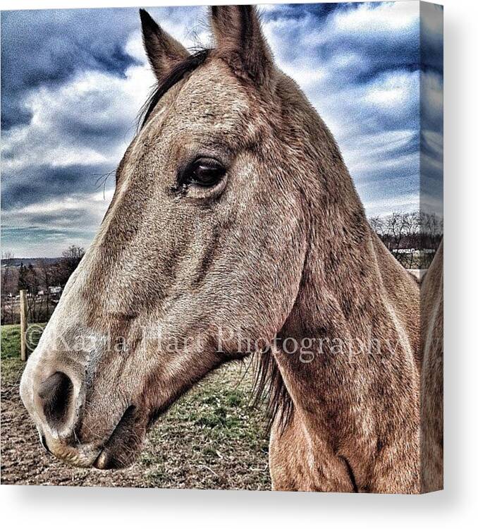 Horse Canvas Print featuring the photograph #snapseed #iphone4s #iphonography by Kayla Hart