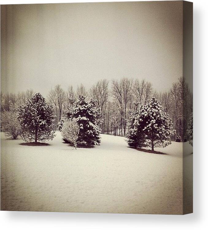 Beautiful Canvas Print featuring the photograph #snow #trees #christmastrees #white by Marisag ☀✌