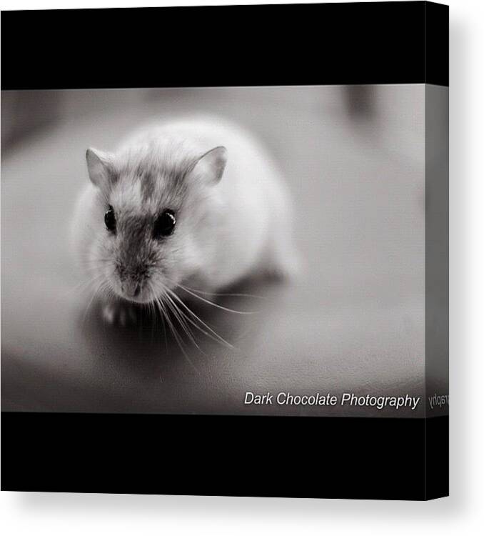 Beautiful Canvas Print featuring the photograph Snowy, Just Cute ! by Zachary Voo