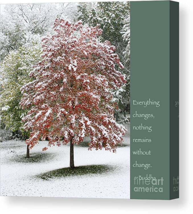 Buddha Canvas Print featuring the photograph Snowy Maple with Buddha Quote by Hermes Fine Art