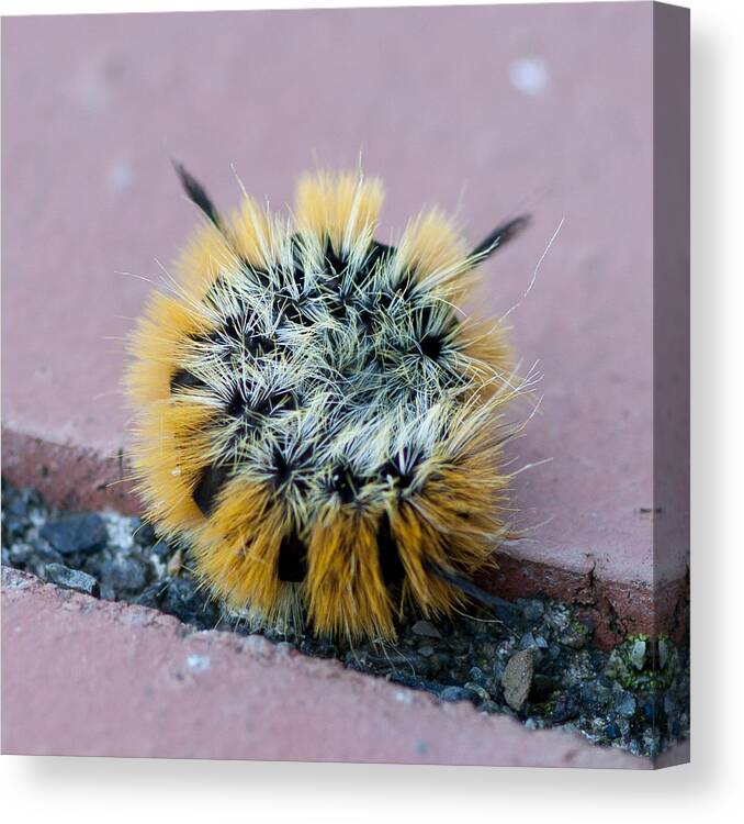 Caterpillar Canvas Print featuring the photograph Snug as a Bug by Betty Depee
