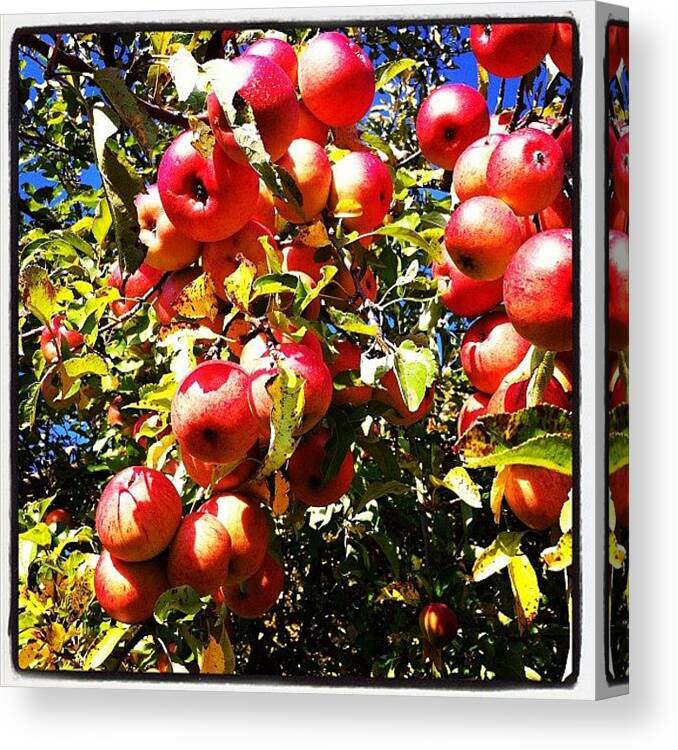  Canvas Print featuring the photograph So I Believe Snowwhite Apple Was Real by Twittler Twittler