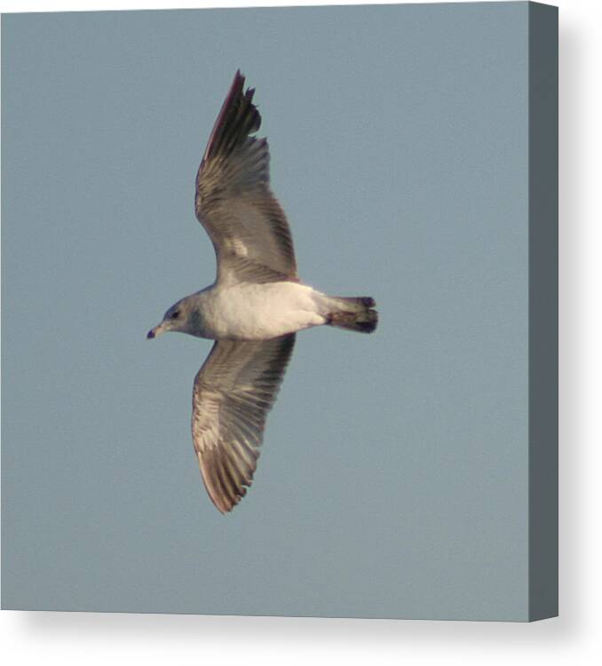 Bird Canvas Print featuring the photograph Soaring by Lou Belcher