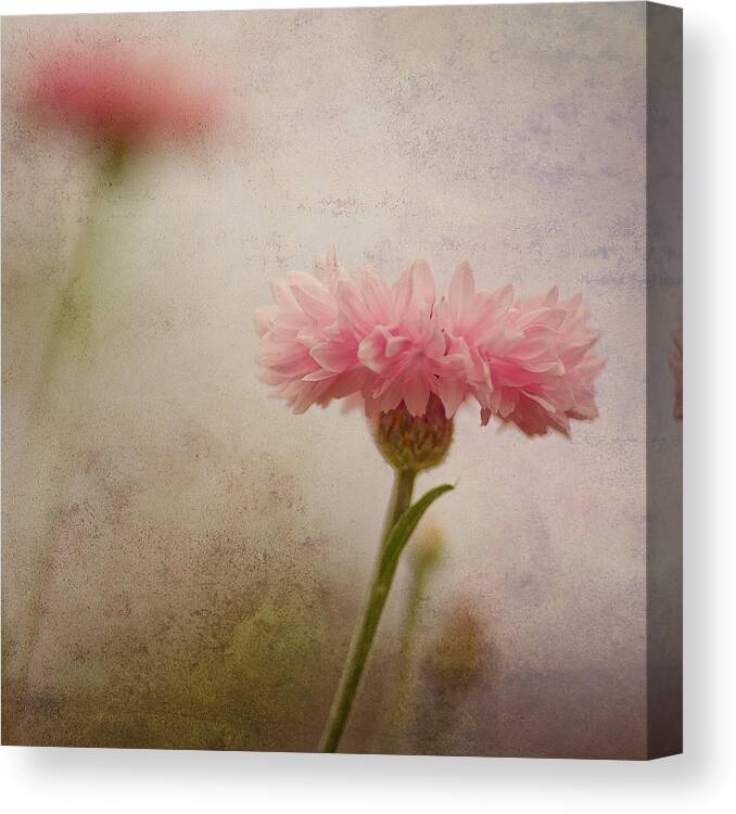 Wilderflower Canvas Print featuring the photograph Soft Fragility by Joel Olives