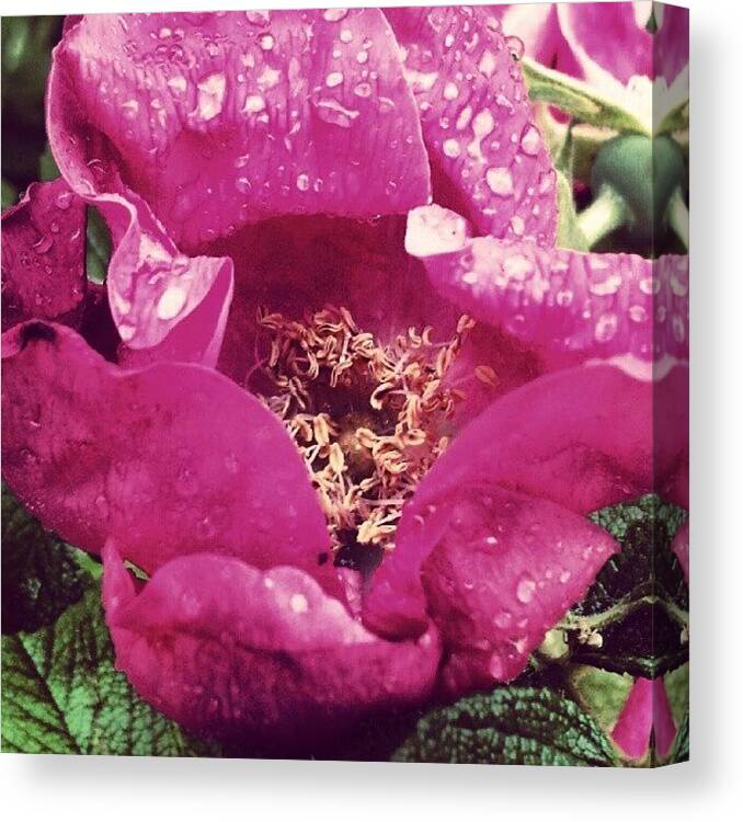 Pink Canvas Print featuring the photograph Soft Wet Pink ;-) #flower #nature by Jermaine Young