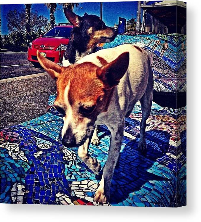 Puppy Canvas Print featuring the photograph Some Little Guard Dogs #bondi by Emily Hames