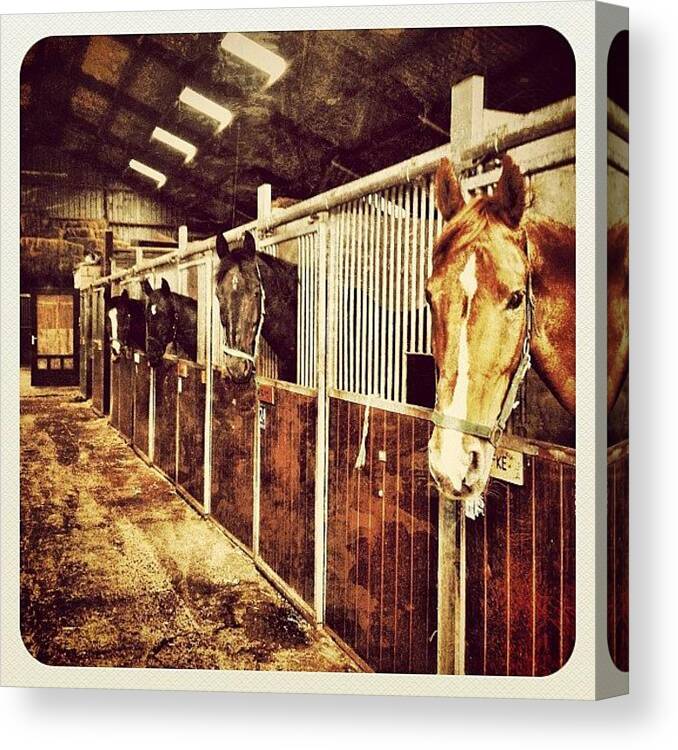 Beautiful Canvas Print featuring the photograph Some Of The Many Horses Here At The by Wilbert Claessens