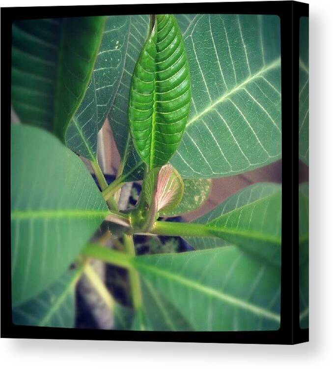 Beautiful Canvas Print featuring the photograph Something Different For Me! by Percy Bohannon