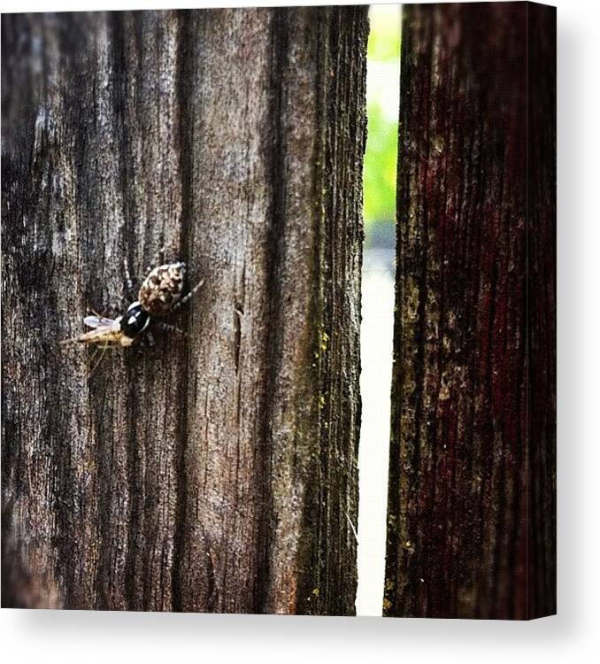 Jumping Spider Canvas Print featuring the photograph Spider and the prey by Richard Spicer