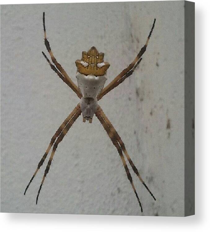 Brazil Canvas Print featuring the photograph Spider in Manaus AM Brazil by Augusto Costa